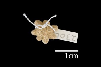 Media type: image; Invertebrate Zoology AST-2300   Description: whole body;  Aspect: dorsal